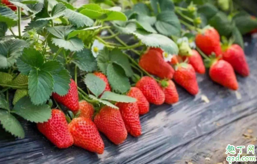疫情期间可以摘草莓吗 摘草莓会感染冠状病毒吗2