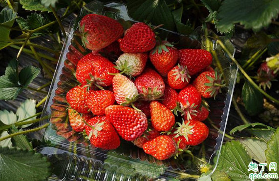 疫情期间可以摘草莓吗 摘草莓会感染冠状病毒吗1