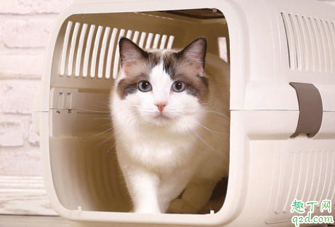 猫咪|猫咪很害怕航空箱怎么办 猫咪在航空箱里一直叫怎么办
