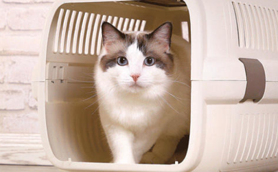 猫咪很害怕航空箱怎么办 猫咪在航空箱里一直叫怎么办