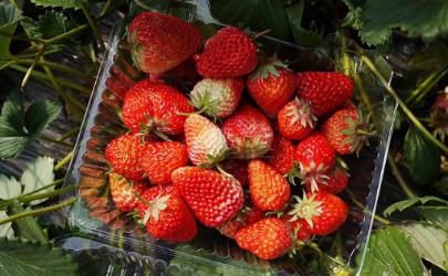 疫情期间可以摘草莓吗 摘草莓会感染冠状病毒吗
