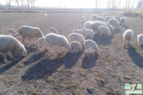 羊粪的肥效有多久 农作物施用羊粪要注意什么 2