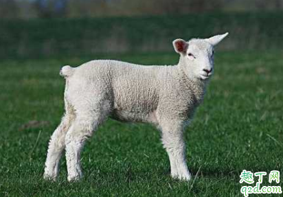 羊粪的肥效有多久 农作物施用羊粪要注意什么 1