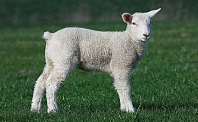 羊粪的肥效有多久 农作物施用羊粪要注意什么
