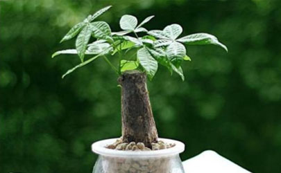办公室的盆栽发财树为啥容易养死 办公室的盆栽发财树如何养护