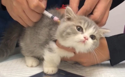 养一只猫每年要打什么针 幼猫几个月可以打疫苗