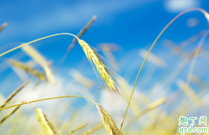 白糖加尿素能使小麦变绿吗 为什么会出现小麦黄苗3
