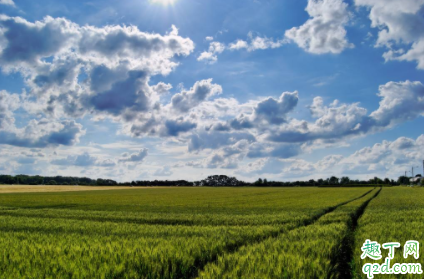 白糖加尿素能使小麦变绿吗 为什么会出现小麦黄苗4