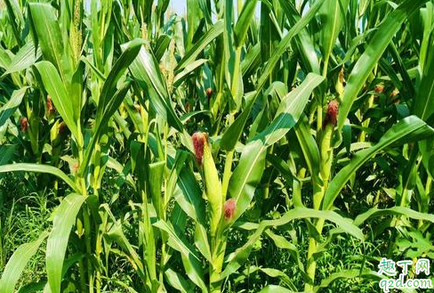 春季玉米一亩种几斤合适 春季玉米缺苗如何移栽 4