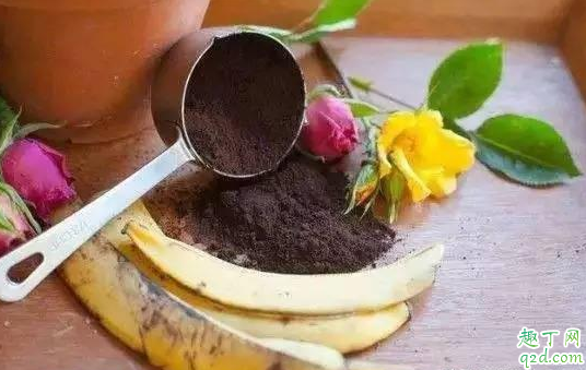 香蕉皮可以用来养花吗 香蕉皮发酵水如何给茶花用 2