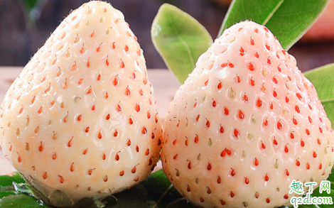 白雪公主草莓是转基因的吗 白雪公主草莓是哪个国家的1