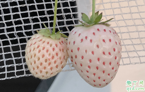 佛山草莓园在哪里 佛山白雪公主草莓多少钱一斤3