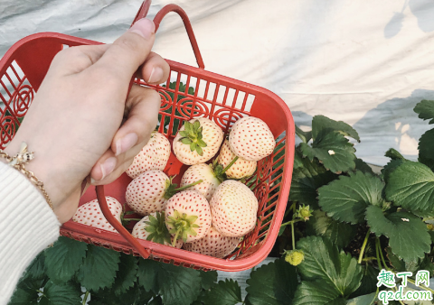 佛山草莓园在哪里 佛山白雪公主草莓多少钱一斤2