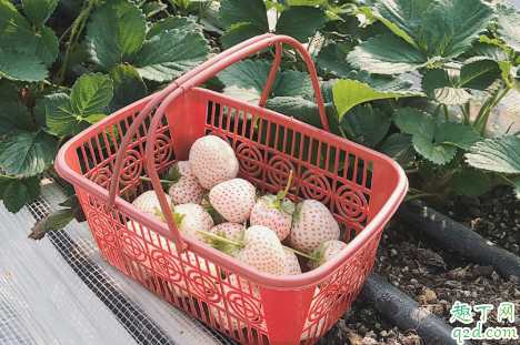 佛山草莓园在哪里 佛山白雪公主草莓多少钱一斤1