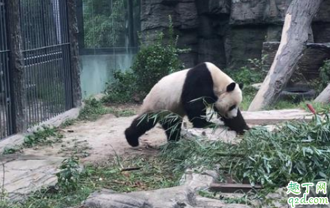 北京动物园有哪些场馆 北京动物园停车场方便吗2