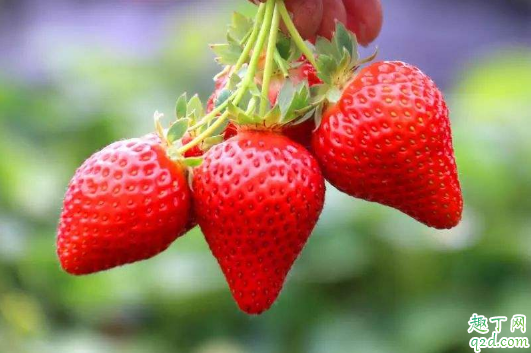 草莓|草莓用面粉洗行吗 草莓用面粉泡多久