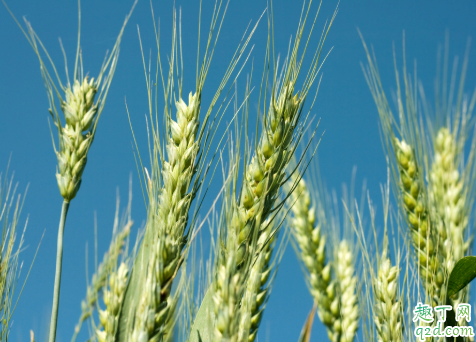 冬小麦和春小麦哪个好吃 冬小麦和春小麦的区别在哪2