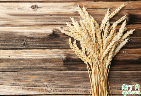 冬小麦和春小麦哪个好吃 冬小麦和春小麦的区别在哪4