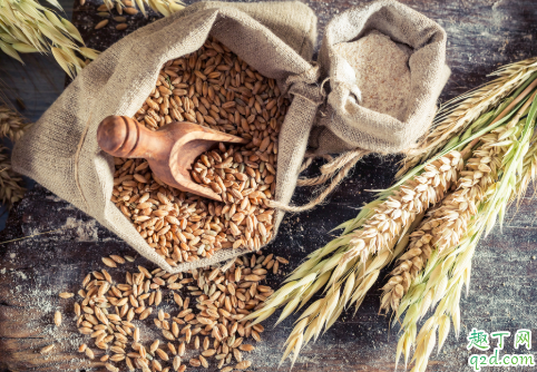 小麦|小麦啥时候种好 种小麦哪些事项是要注意的