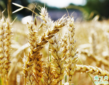 小麦啥时候种好 种小麦哪些事项是要注意的2