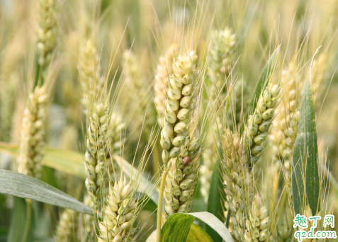 小麦啥时候种好 种小麦哪些事项是要注意的4