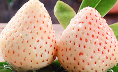 白雪公主草莓是转基因的吗 白雪公主草莓是哪个国家的