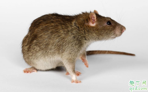 鼠疫和出血热是一个病吗 一般老鼠带出血热病毒吗3