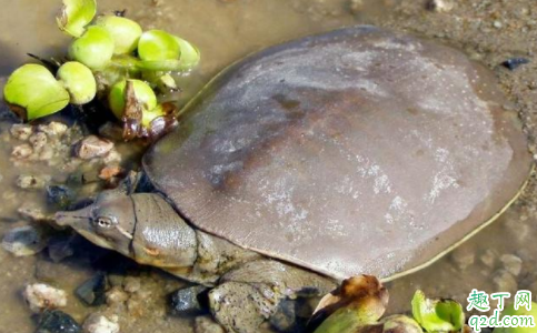 甲魚(yú)和龍蝦會(huì)打架嗎 甲魚(yú)和龍蝦可以混養(yǎng)嗎2