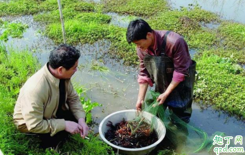 甲魚和龍蝦會打架嗎 甲魚和龍蝦可以混養嗎4