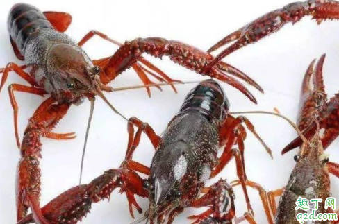 疫情对小龙虾有影响吗 2020湖北小龙虾价格是涨是跌3