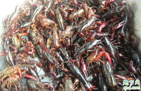 疫情对小龙虾有影响吗 2020湖北小龙虾价格是涨是跌4