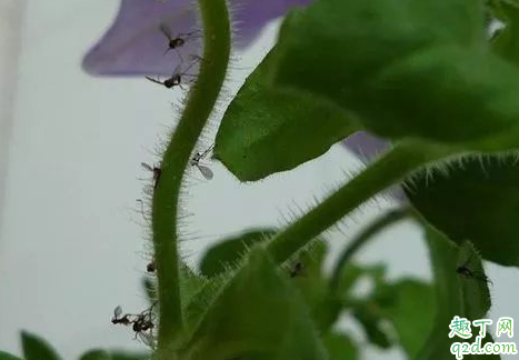 花盆里为什么会有小飞虫 盆里有小飞虫怎么快速消除2