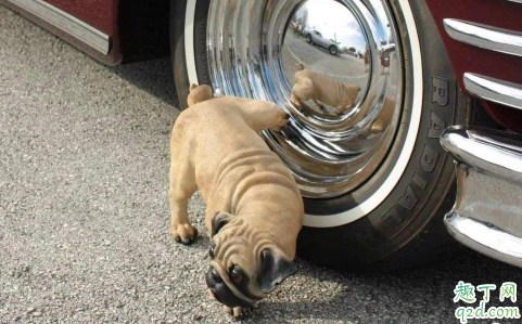狗尿|狗尿会腐蚀汽车轮胎吗 狗尿对轮胎伤害有多大