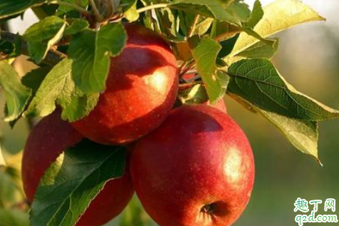 生苹果和熟苹果哪个减肥 生苹果和熟苹果哪个减肥4