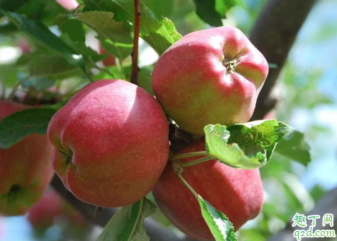 生苹果和熟苹果哪个减肥 生苹果和熟苹果哪个减肥2