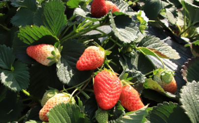 5月份种草莓成活率高吗 种植草莓哪些事项时要注意的