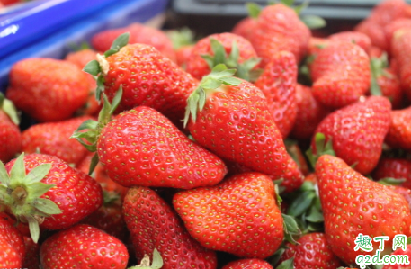 草莓一年种几次 浇草莓用什么水有营养2