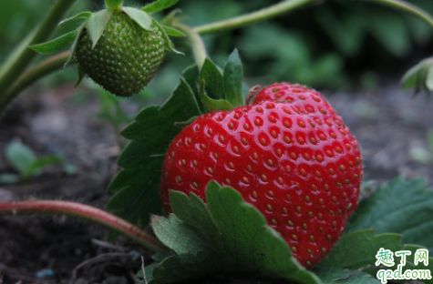 淘米水发酵多久可以浇草莓 给草莓浇淘米水几天一次2