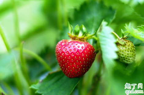 淘米水发酵多久可以浇草莓 给草莓浇淘米水几天一次3