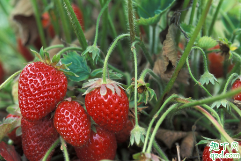 淘米水发酵多久可以浇草莓 给草莓浇淘米水几天一次4