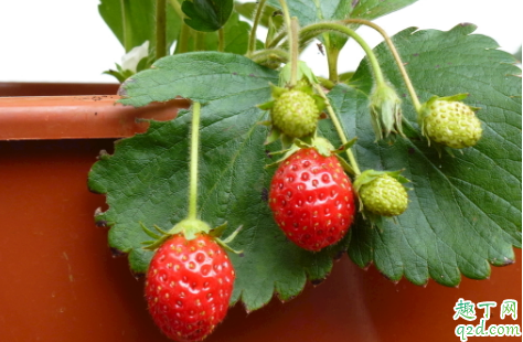 草莓吃起来一股农药味正常吗 怎么区分草莓打药没2