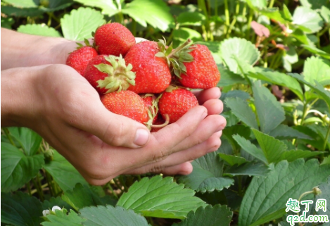 草莓|草莓吃起来一股农药味正常吗 怎么区分草莓打药没