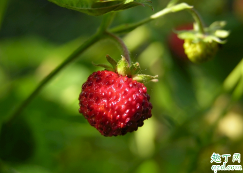 草莓吃起来一股农药味正常吗 怎么区分草莓打药没3
