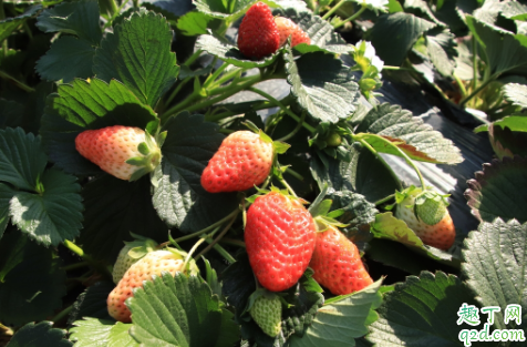 5月份种草莓成活率高吗 种植草莓哪些事项时要注意的1