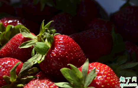 5月份种草莓成活率高吗 种植草莓哪些事项时要注意的2