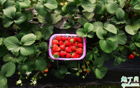 5月份种草莓成活率高吗 种植草莓哪些事项时要注意的3