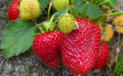 淘米水发酵多久可以浇草莓 给草莓浇淘米水几天一次