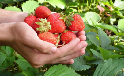 草莓吃起来一股农药味正常吗 怎么区分草莓打药没
