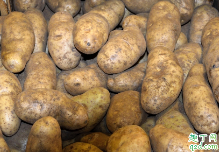 种植大土豆的秘诀是什么?掌握这些土豆个大绝对不在话下2