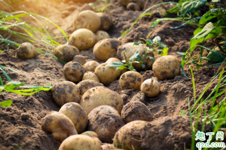 土豆追肥用什么肥料?用了这些肥料土豆养得活才怪1